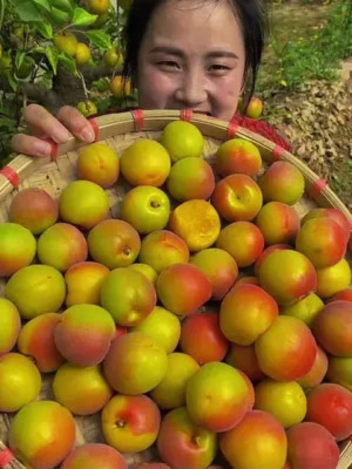 夏果正紅 品味優(yōu)質農產品——當季新鮮大紅杏